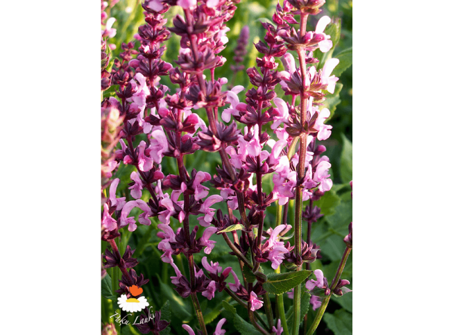 Salvia nemorosa   'Rose Queen'